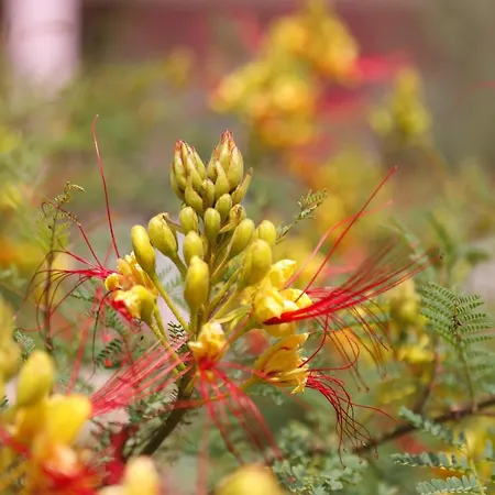Rajna Apartment *